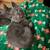2 grey kittens 1 thumbnail