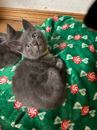 2 grey kittens 1