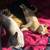 Kittens 8 thumbnail