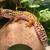 Leopard gecko 4 thumbnail
