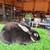 Mini Rex Rabbits 2 thumbnail