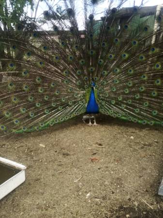 Peacocks 1