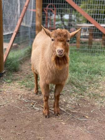 Nigerian dwarf goat buck disbudded and intact 1