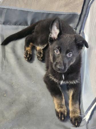 Rehoming 8-Week-Old female German Shepherd Puppy63859314631169121