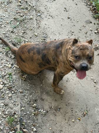 ¡¡¡¡¡¡! MACHO de 12 meses merle (Albemarle)63927657522051123
