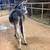 Super nice donkey yearling 7 thumbnail