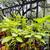 Brugmansia / Angel’s Trumpet plants 8 thumbnail