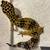 Leopard Geckos 12 thumbnail