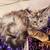 Rehoming Maine Coon Kitten Polydactyl 5 thumbnail