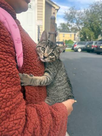 Tabby kitty 1