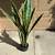 38” Sansevieria Artificial Plant 5 thumbnail