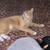 Orange tabby male cat 2 thumbnail