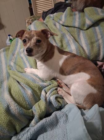Chiweenie disponible para adopción (Circleville)