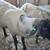 Suffolk Ewes 4 thumbnail