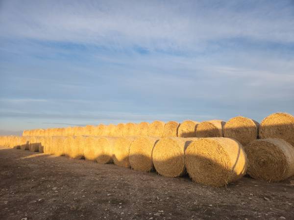 Hay- hay barley, oat, triticale blend 1