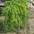 BALLED AND BURLAP EVERGREENS- ARBORVITAES- SHADE TREES AND MORE (SALE) 9 thumbnail