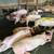 PIGS , MARRANOS FOR SALE 9 thumbnail