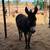 Burro 3 thumbnail