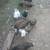 Peacocks, Peafowl 3 thumbnail