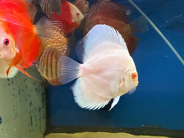 Red melon discus 1
