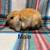 Bunnies 18 thumbnail