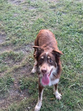 Border collie (Kempner)63839343856129123
