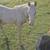 GRADE PALOMINO STUD COLT 2 thumbnail