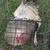 Good roosters and hens 4 rehome 10 thumbnail