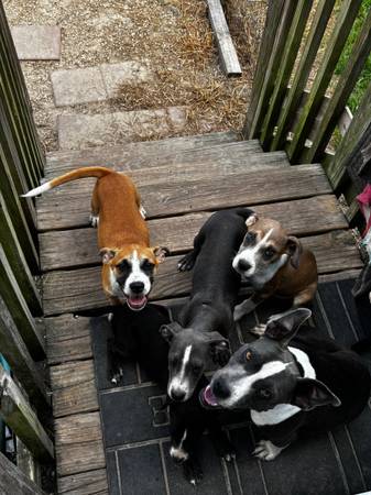 Cachorros para nuevos hogares63693740204289120