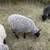 Gotland Sheep 2 thumbnail