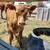 Artificial Insemination 2 thumbnail