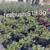 Hibiscus 🌺 red sister  clusia podocarpus sweet viburnum Holly ligustrum  fire 10 thumbnail