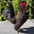 Serama bantam chickens 13 thumbnail