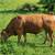Herd Dispersal - Calico Livestock - Gelbvieh / Red Angus / Senepol 7 thumbnail