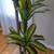 Artificial Plants, 5ft Fake Dracaena Tree in Black Plastic Pot 3 thumbnail