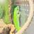 Snakes 6 thumbnail