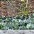 🌵 Parry’s Agave Century Cactus Plants  (Sago Palms too) 4 thumbnail