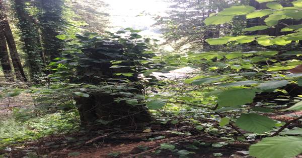 $23,500 / 14810ft2 - SONOMA COUNTY EXTRA LARGE TRIPLE 1/3+ Acre LOT 360° RIVER VIEWS (Guerneville)64207196292355124