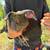 Chickens 2 thumbnail
