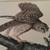 Audubon Print Exquisite reprinted w/excellent details of the original 8 thumbnail