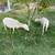 Dorper ewes 1 thumbnail