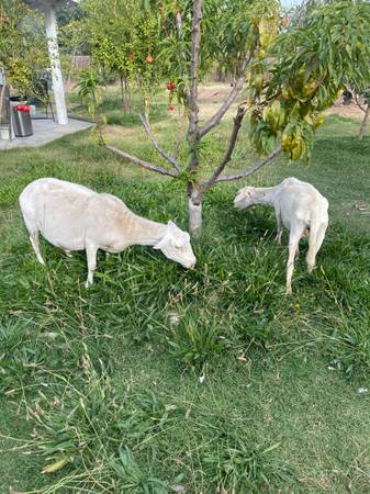 Dorper ewes 1