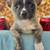 Rehoming Chihuahua Frenchie! 3 thumbnail