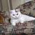 British Shorthair 3 thumbnail