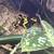 Bumble Bee dart frogs 2 thumbnail