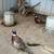 Pheasants 1 thumbnail