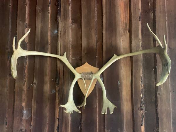 Large Caribou Rack 1