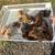 Chicks 2 thumbnail
