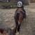 Gorgeous All Around Mare. Easy going/Finish your way. Fancy! 17 thumbnail