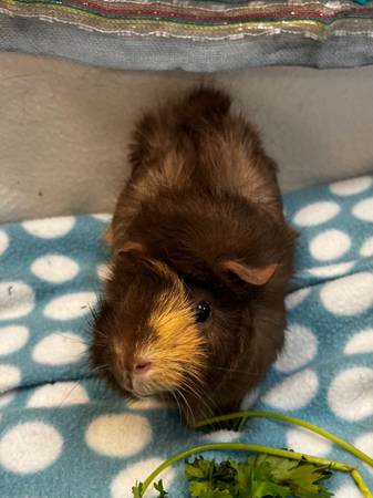 Se necesitan voluntarios en Rabbit & Guinea Pig rescue (Oakland)63890025696643122